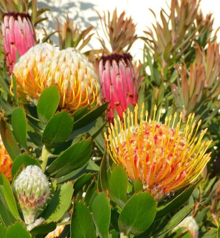 65Oncliff Hotell Gansbaai Eksteriør bilde
